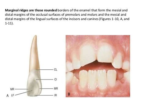 Oral Anatomy Concised Review