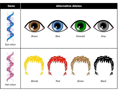 Phenotype And Genotype Quiz