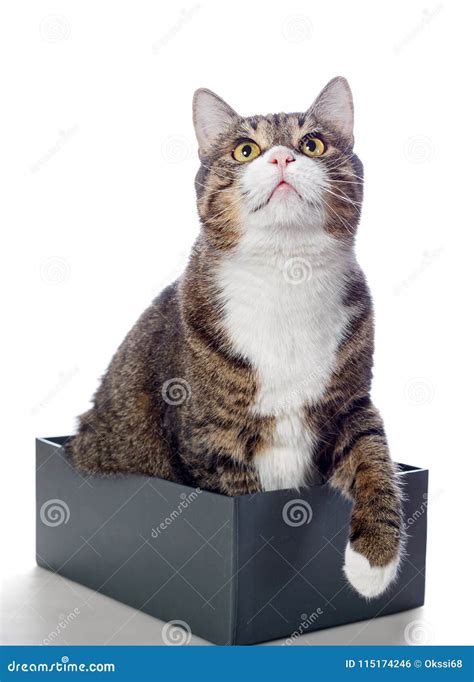 Beautiful Gray Cat Lying in a Box Stock Photo - Image of carton, gaze: 115174246