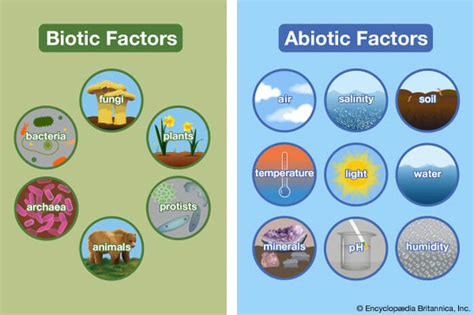 Abiotic Factor Drawing