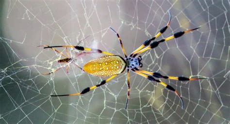 Banana spiders: What you need to know | Ehrlich Pest Control