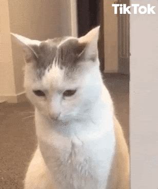 Shocked Scaredy Cat GIF by TikTok - Find & Share on GIPHY