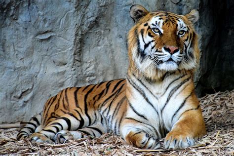 Indochinese Tiger in Chiang Mai Zoo, Thailand - Encircle Photos