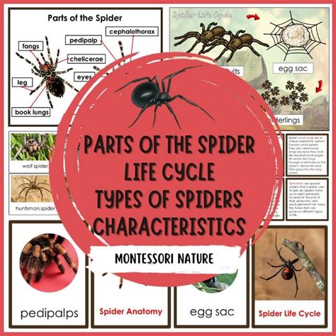 Parts of Spider Life Cycle Types Nomenclature 3 Part Cards Facts - Montessori Nature Printables