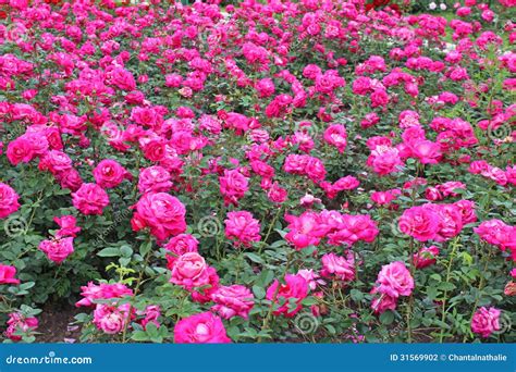 Pink roses garden stock photo. Image of background, beautiful - 31569902