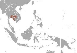 Pileated gibbon - Facts, Diet, Habitat & Pictures on Animalia.bio