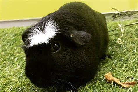 12 Guinea Pig Breeds [with Pictures] | Pet Comments