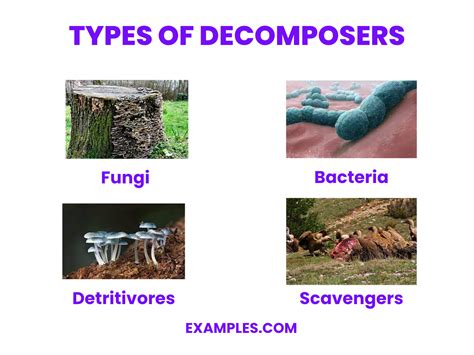 Decomposers - Examples, How to Create, PDF