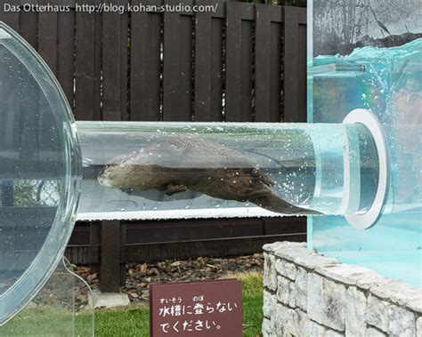 Japanese Zoo Creates Adorable Otter Exhibit | Others