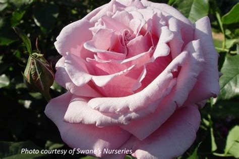 Heaven Scent ~ Rose Society Of South Australia