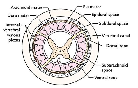 Easy Notes On 【Epidural Space】Learn in Just 4 Minutes! | Epidural ...