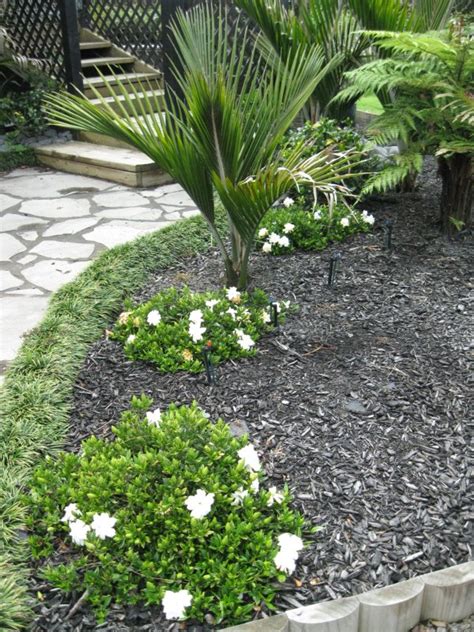 Dwarf Gardenia Gardenia Radicans - Coast Palms & Cycads