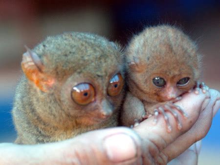 Tarsier | Animal Wildlife