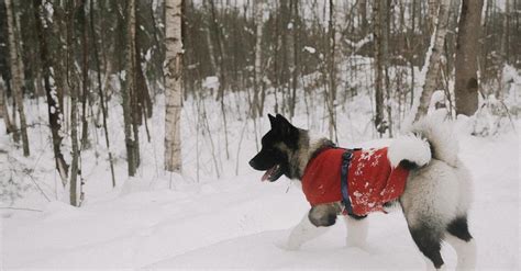 Akita in Sweater in Winter · Free Stock Photo