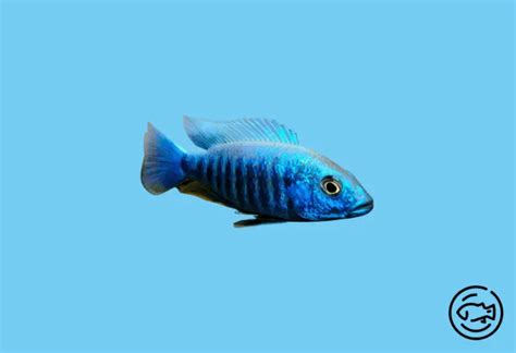 Electric Blue Cichlid - Care, Habitat, Diet & More!