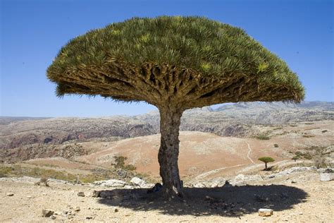 a large tree in the middle of a desert