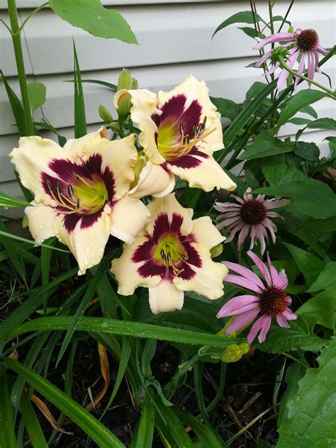 My only Daylily to bloom so far this year : gardening