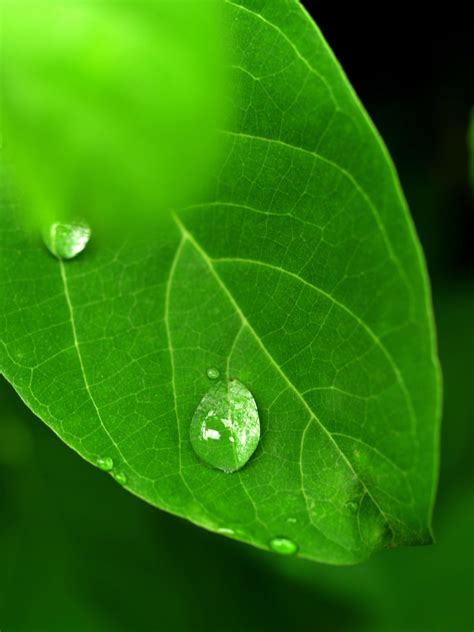 Water Drop On Leaf Stock Photos Free Stock Photo - Public Domain Pictures