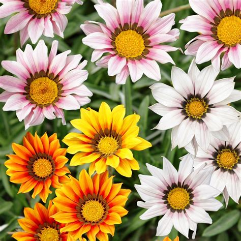 Treasure Flower, Gazania mix seeds - Gazania rigens – Garden Seeds Market