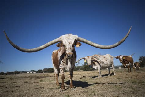 A $380,000 Longhorn? A Look At The Never-ending Race For The Biggest Horns In Texas | Texas Standard