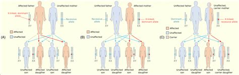 Dominant and Recessive Genes – Classroom Partners