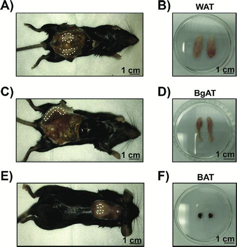 Location of white, brown and beige adipose tissue in mice. A)... | Download Scientific Diagram