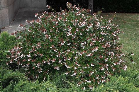 Descubre la Abelia grandiflora, te sorprenderá su colorido | Arbustos ...