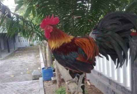 Ayam jago jenis ini harganya fantastis, ada yang capai Rp 125 juta