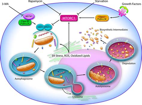 Autophagy: mild cellular stress makes you live longer and healthier - Work for human longevity