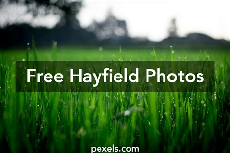 Free stock photos of hayfield · Pexels