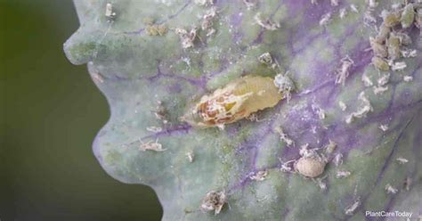 Cabbage Aphid Control: Getting Rid Of Aphids On Cabbage