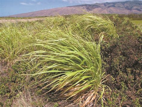 Protecting place: How invasive species modify ecosystems | News, Sports, Jobs - Maui News