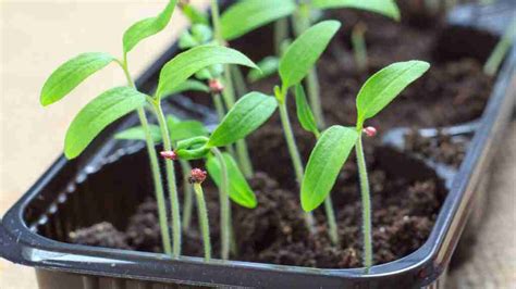 Here's How To Germinate Tomato Seeds Faster: A Quick Guide | Plants Heaven