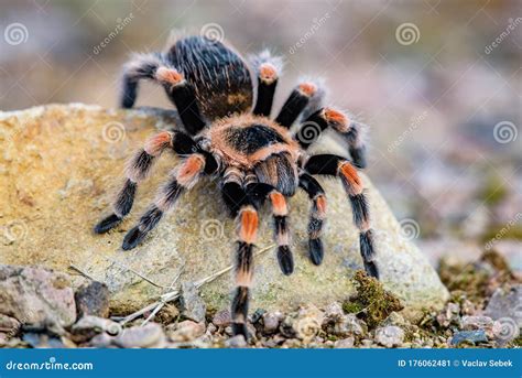 Tarantula Theraphosidae Mygalomorph Stock Image - Image of geniculata ...