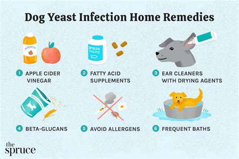 Best Home Remedies For Ear Mites In Dogs And How To