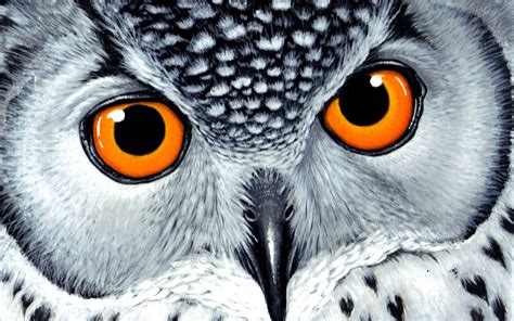 🔥 [48+] Owl Cartoon Wallpapers | WallpaperSafari