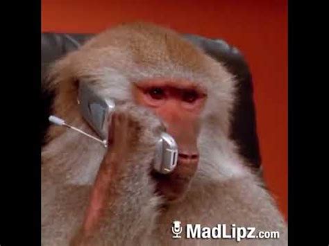 Monkey gets a phone call from a very close friend - YouTube