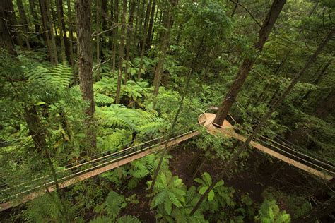 Award-winning Tree Walk In Rotorua | Daytime Treewalk™