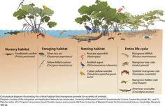 Image result for mangrove food web | Food web, Mangrove, Ecosystems