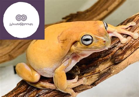 Honey Blue Eyed White Tree Frog For Sale - Affordable Willow Reptiles ...