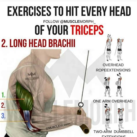 Triceps (Long Head Brachi) | Gym workout chart, Triceps workout, Gym workouts for men