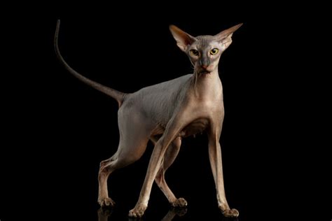 Tips For Adopting Your First Hairless Cat | Great Pet Care