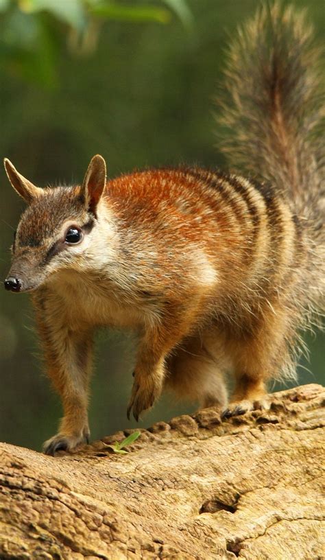 Picture of a numbat - About Wild Animals