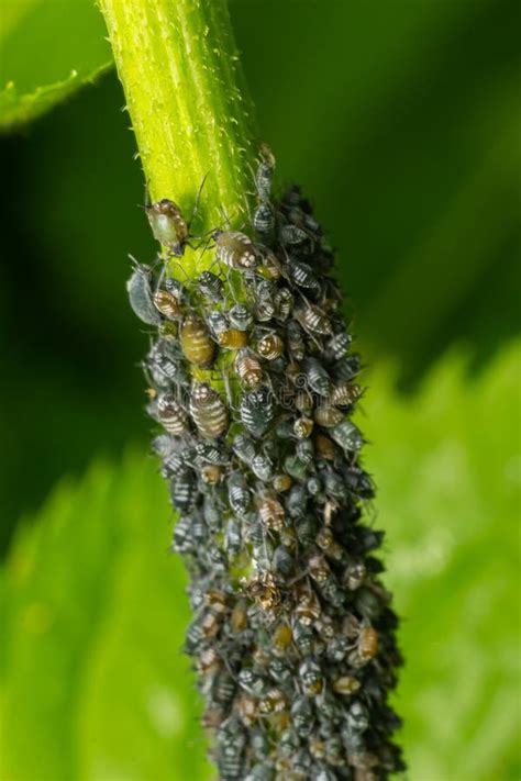 Aphids Curled Foliage, Close Up Leaf Curled on Cherry Tree, Prunus Sp ...