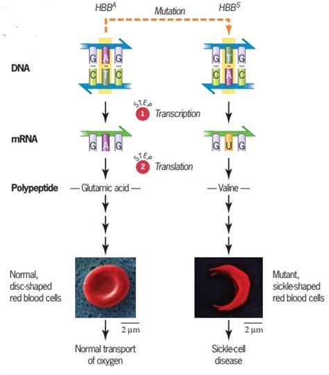 BIOLOGI GONZAGA: ASAM NUKLEAT - NUCLEIC ACID