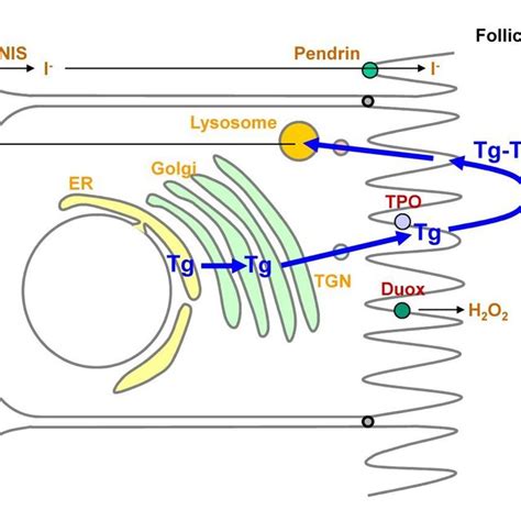 The structure of thyroglobulin. (A) Protein structure of thyroglobulin ...