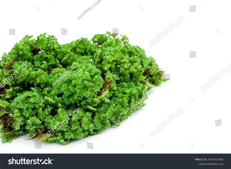 Green Floating Azolla Pinnata Azolla Microphylla Stock Photo 2074325065 | Shutterstock