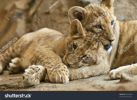 Two Little Lion Cub Sibling Lying Stock Photo 89000368 | Shutterstock