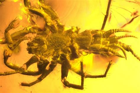 Horrifying Prehistoric Spider Relative Found Encased In Amber | Id Eco ...