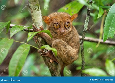 Philippine Tarsier Habitat